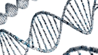 Het mannen-DNA dat na je zestigste begint te verdwijnen