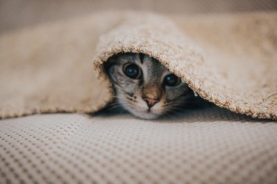Nieuwe kitten? Dit heb je allemaal nodig!